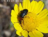 Escarabajo Crisomela de los cereales - Lema melanopus. Canjorro-Jaén