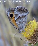 Mariposa pintas ocres - Arethusana arethusa. Otiñar Jaén