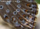 Mariposa Plebejus Aricia cramera - Plebejus Aricia cramera. Santiago Pontones