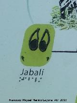 Jabalí - Sus scofra baeticus. Huella