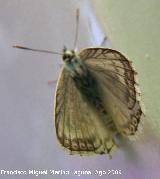Mariposa niña andaluza - Polyommatus albicans. Huelga Utrera (Santiago Pontones)