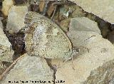 Mariposa Hipparchia statilinus - Hipparchia statilinus. Segura