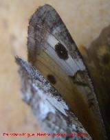 Mariposa Hipparchia statilinus - Hipparchia statilinus. Los Villares