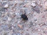 Escarabajo pelotero - Sishyphus schaefferi. Los Anchos (Santiago-Pontones)
