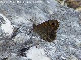 Mariposa Saltacercas - Lasiommata megera. Peña de Martos - Martos