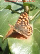 Mariposa Saltacercas - Lasiommata megera. Los Villares