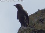 Pájaro Grajo - Corvus corone. Berrueco - Torredelcampo
