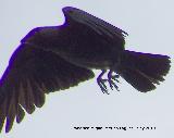 Pájaro Grajo - Corvus corone. Berrueco - Torredelcampo