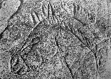 Petroglifos rupestres de la Cueva de los Casares. Caballo