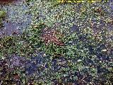 Hierba lagunera - Ranunculus aquatilis. Arroyo del Cerro Meln - Navas de San Juan