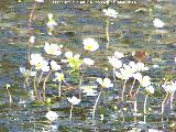 Hierba lagunera - Ranunculus aquatilis. Charca de la Galera - Navas de San Juan