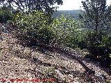 Higuera - Ficus carica. Higuera tumbada en el Arroyo del Santo - Santa Elena