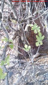 Higuera - Ficus carica. Pozo Hysern - Bailn