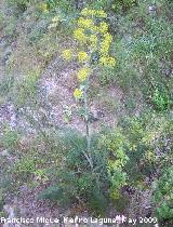 Hinojo - Foeniculum vulgare. Los Caones. Los Villares