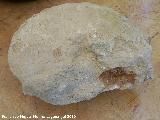 Ammonites Haploceras - Haploceras sp.. Arroyo Padilla - Jan