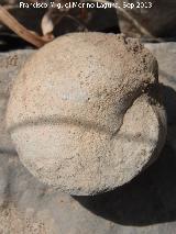 Ammonites Haploceras - Haploceras sp.. El Chorro - Quesada