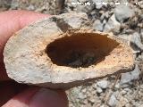 Ammonites Haploceras - Haploceras sp.. El negativo. El Chorro - Quesada