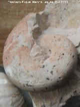 Ammonites Haploceras - Haploceras sp.. Jan