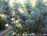 Incienso canario - Artemisia canariensis. Crdoba
