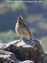 Pájaro Cogujada montesina - Galerida theklae. El Hacho - Alcalá la Real