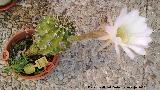 Cactus lirio de pascua - Echinopsis multiplex. Navas de San Juan