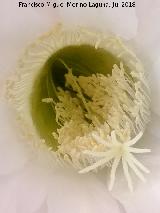 Cactus lirio de pascua - Echinopsis multiplex. Flor. Navas de San Juan