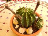 Cactus lirio de pascua - Echinopsis multiplex. Los Villares