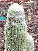 Cactus Espostoa melanostele - Espostoa melanostele. Tabernas
