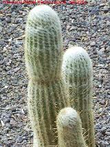 Cactus bola de algodn - Espostoa lanata. Tabernas