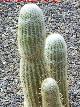 Cactus bola de algodn