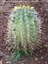 Cactus Gymnocalycium horridispinum - Gymnocalycium horridispinumC. Tabernas