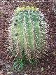 Cactus Gymnocalycium horridispinum