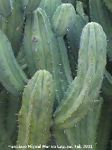 Cactus Garambullo - Myrtillocactus geometrizans. Tabernas
