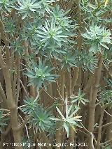 Tabaiba dulce - Euphorbia balsamifera. Tabernas