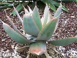 Cactus Agave bicolor - Agave bicolor. Tabernas