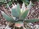 Cactus Agave bicolor