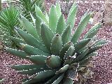 Cactus Agave triangular - Agave triangularis. Tabernas