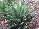 Cactus Agave triangular
