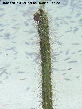 Cactus Seticereus humboldtii - Seticereus humboldtii. Tabernas