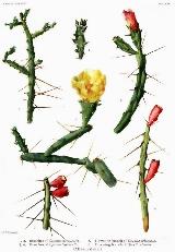 Cactus de Navidad del desierto - Cylindropuntia leptocaulis. 