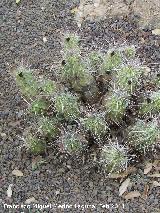 Cactus casa de ratas - Echinocereus brandegeei. Tabernas
