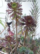 Cactus Rosa Negra - Aeonium arboreum. Crdoba