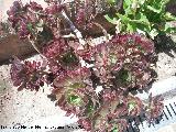 Cactus Rosa Negra - Aeonium arboreum. Toyo - Almera