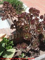 Cactus Rosa Negra - Aeonium arboreum. Toyo - Almera