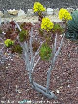 Cactus Rosa Negra - Aeonium arboreum. Tabernas