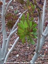 Cactus Rosa Negra - Aeonium arboreum. Tabernas