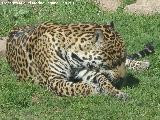 Leopardo - Panthera pardus. Córdoba