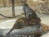 Leopardo - Panthera pardus. Tabernas