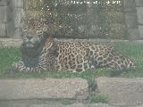 Leopardo - Panthera pardus. Zoo de Córdoba