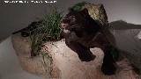Leopardo - Panthera pardus. Pantera negra. Parque de las Ciencias - Granada